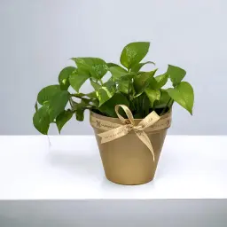 نبتة البوتس